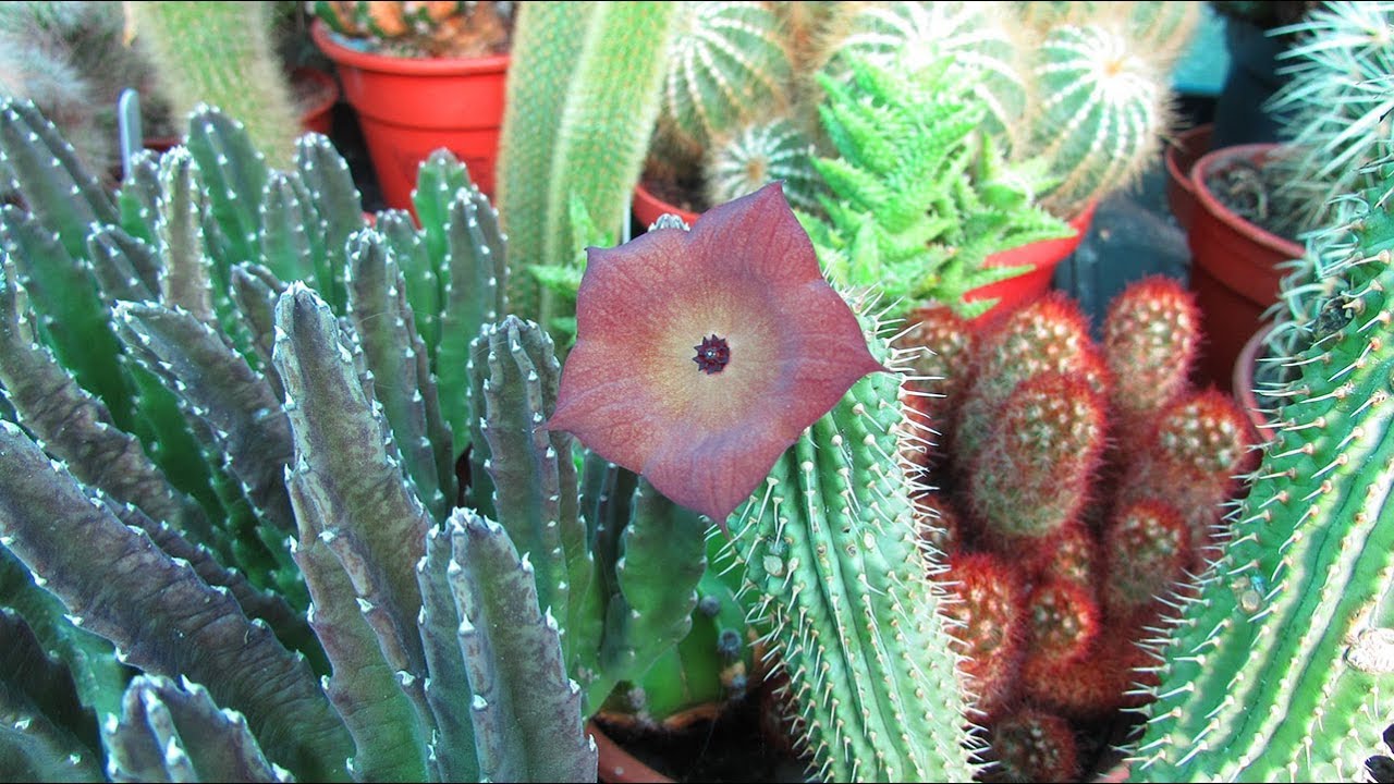 Hoodia Gordonii