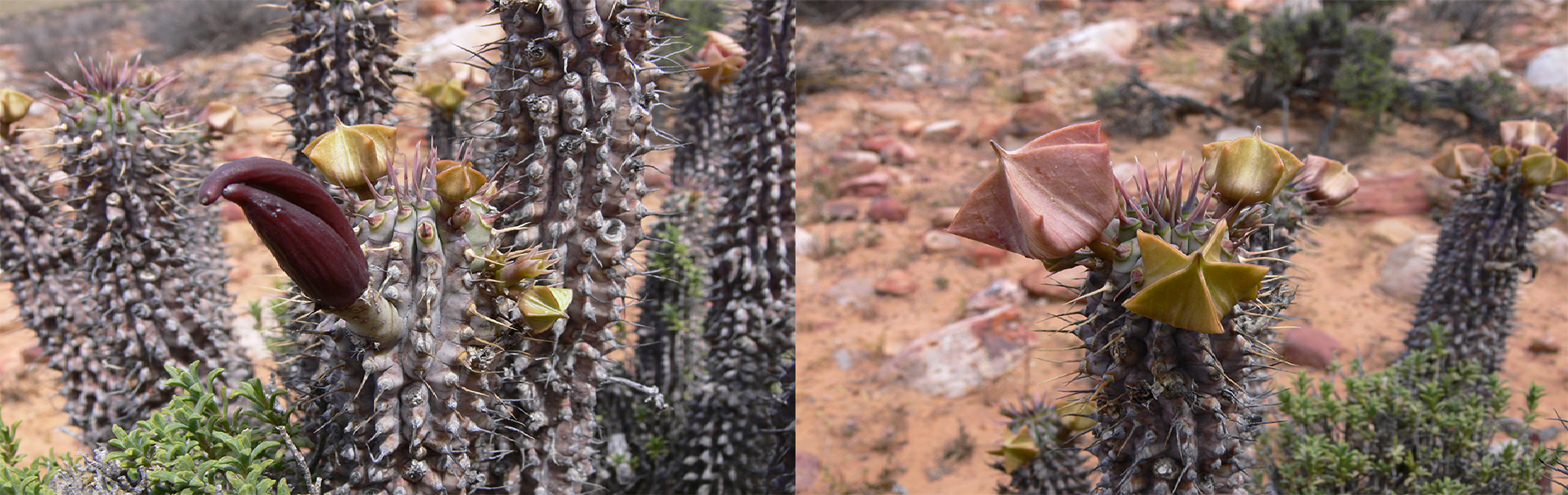 Hoodia Bushman